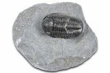 Detailed Gerastos Trilobite Fossil - Morocco #363944-3